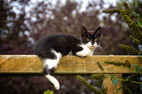 tuxedo cat on wooden railing during day thumbnail