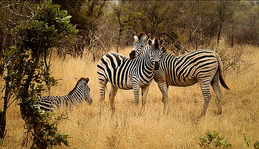 three black-and-white zebras photo during daytime thumbnail