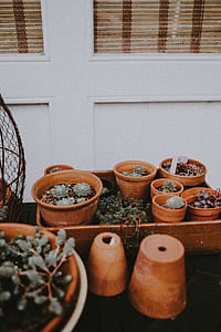 green succulent plants on brown clay pots thumbnail