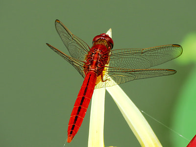 close up photography of Flame Skimmer perching on plant during daytime ] thumbnail