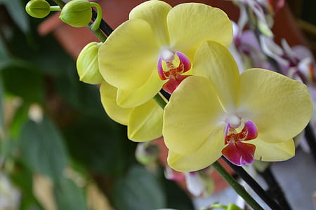selective focus photography of yellow-and-purple moth orchid flowers thumbnail