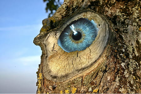 shallow focus photo of owl thumbnail