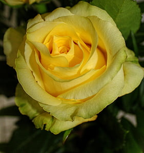 close-up photo of yellow rose thumbnail