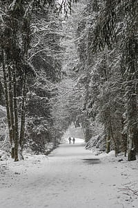 two person walking on road between trees with snow during daytime thumbnail