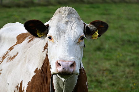 shallow focus photography of white and brown cow during daytime thumbnail