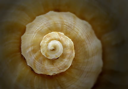 brown seashell macro photo thumbnail