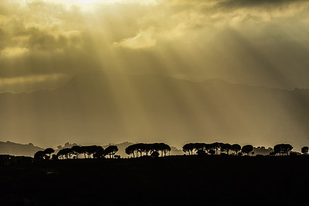 crepuscular rays and trees thumbnail