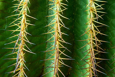 green cactus thumbnail