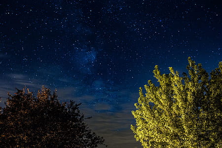A trees under the starry sky thumbnail
