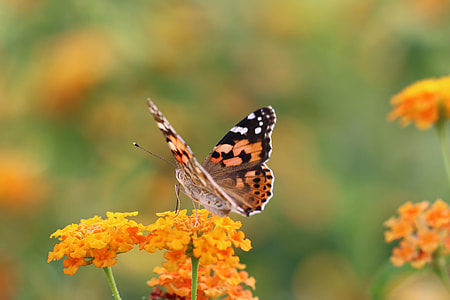 selective focus photo of painted lady butterfly on yellow petaled flower thumbnail