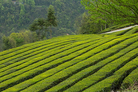 green grass thumbnail