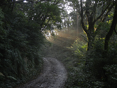 photography of forest tree thumbnail