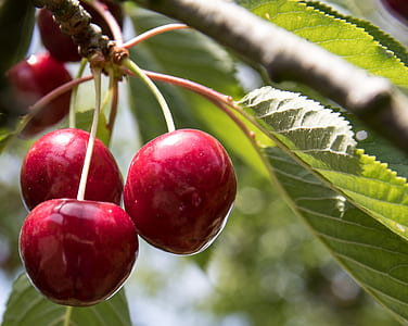 selective focus photo of cherry fruits thumbnail