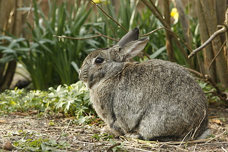 brown rabbit crouching on grass thumbnail