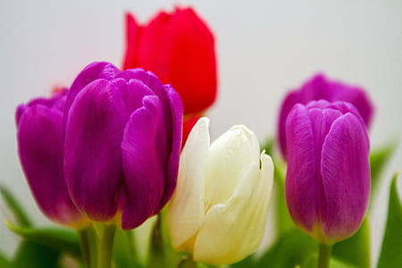 selective photography of purple and white petaled flowers thumbnail