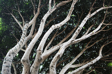 white and green tree thumbnail