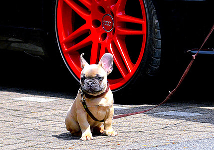 beige French bulldog puppy sitting on gray road thumbnail