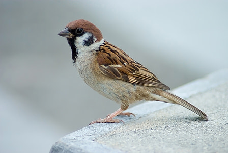 selective focus photography of house sparrow thumbnail