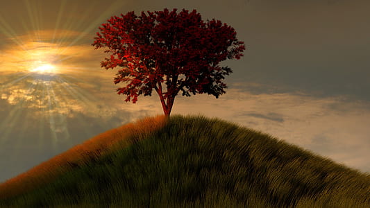 red leaf tree on top of mountain at daytime thumbnail