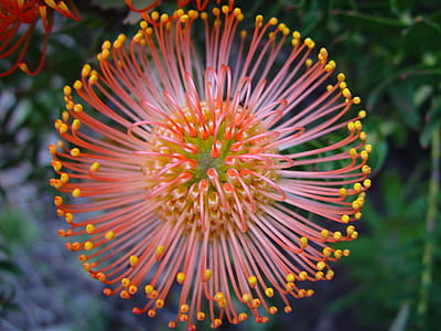 macro photography of orange dandeion thumbnail