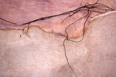 dried vine plant in wall thumbnail