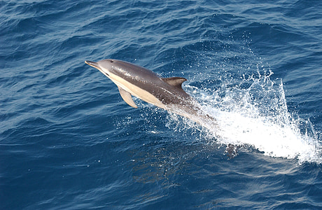 white and gray dolphin jumping on sea during daytime thumbnail