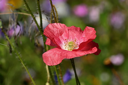selective focus photography of red poppy flower thumbnail