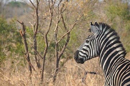 white and black zebra thumbnail