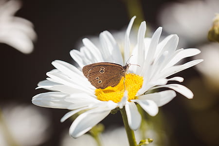 brown butterfly perching on white daisy flower thumbnail