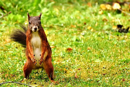 brown squirrel standing on green grass thumbnail