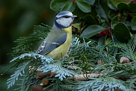 yellow and white bird on green leafed tree thumbnail