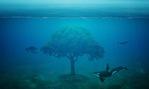 tree between two killer whales and one turtle underwater thumbnail