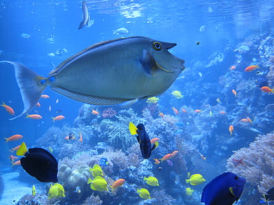 school of gray, blue, yellow, and pink fish thumbnail