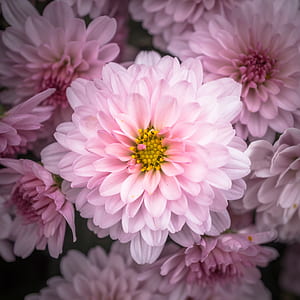 white flowers thumbnail