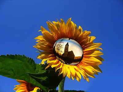 sunflower thumbnail