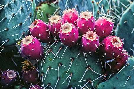 Indian fig also known as cactus pear on cactus plant thumbnail