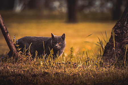 gray cat standing near tree thumbnail