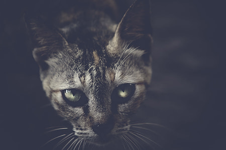 Black Cat Dark thumbnail