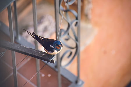 Blue and Black Bird on Top of Metal Frame thumbnail