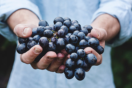 person holding black berries thumbnail