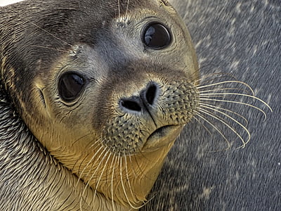 brown sea lion in closeup photography thumbnail