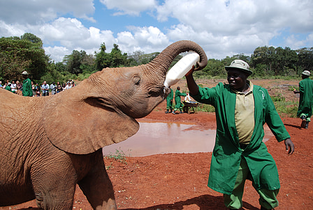 man near brown elephant at daytime thumbnail