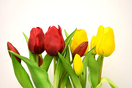 bouquet of red and yellow tulip thumbnail