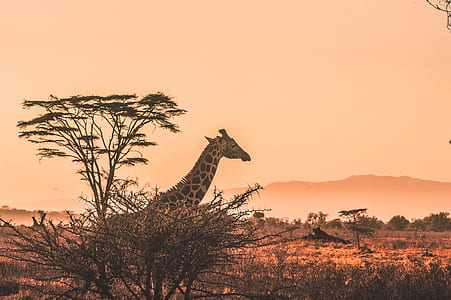 brown giraffe standing near trees thumbnail