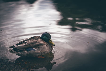 brown and green mallard duck on body of water thumbnail