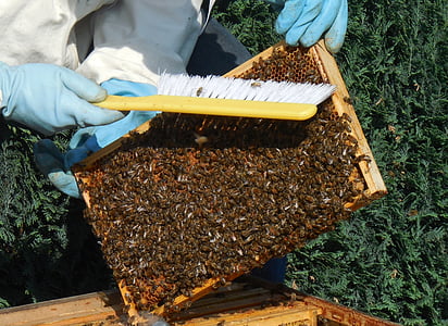 person holding brush and beehives thumbnail