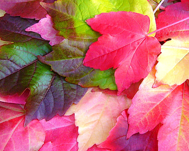 parthenocissus quinquefolia, virginia creeper, fall, autumn, colorful, leaves thumbnail