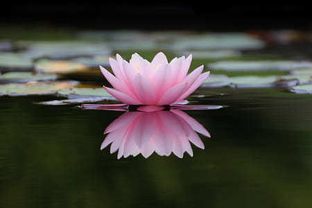 pink lily flower on pond thumbnail