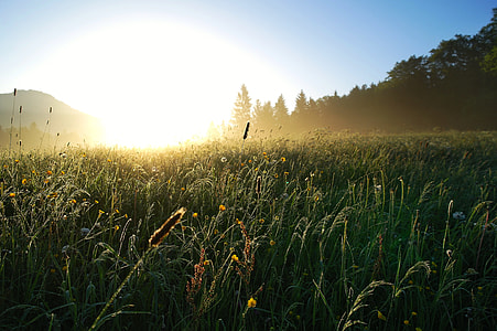green tall grass field besides trees at sunrise thumbnail