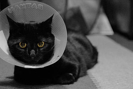 short-furred black cat with Elizabethan cone thumbnail